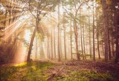 开云平台-网球新星夺得大满贯冠军