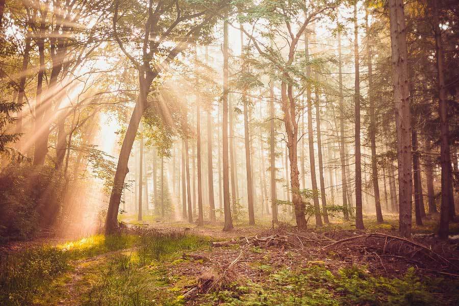 开云体育APP下载-中国电竞战队夺得(dé)世界总决赛冠军